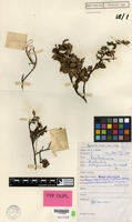 Isotype of Euphorbia euonymoclada Croizat [family EUPHORBIACEAE]