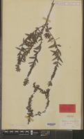 Syntype of Lythrum virgatum L. var. comosum [family LYTHRACEAE]
