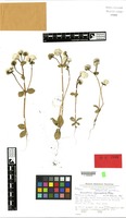 Isotype of Gomphrena phaeotricha Pedersen [family AMARANTHACEAE]