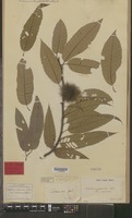 Lectotype of Castanea crenata Siebold & Zucc. var. canescens (Blume) Koidz. [family FAGACEAE]