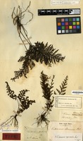 Syntype of Trichomanes obscurum Blume [family PTERIDOPHYTA]
