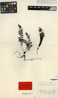 Isotype of Trichomanes asplenioides C.Presl [family PTERIDOPHYTA]