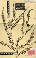 Type of Trichomanes auriculatum Blume [family PTERIDOPHYTA]