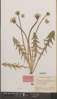 Isotype of Taraxacum atonolobum Hagend., Soest & Zevenb. [family COMPOSITAE]