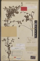 Lectotype of Flueggea virosa (Roxb. ex Willd.) Royle subsp. virosa [family EUPHORBIACEAE]