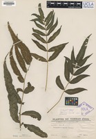 Syntype of Polypodium mairei Brause [family POLYPODIACEAE]