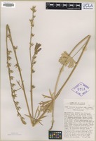 Type of Sidalcea malviflora A. Gray var. hirsuta Hitchcock [family MALVACEAE]