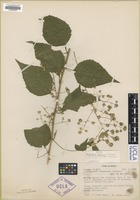 Isotype of Mexianthus mexicanus Robinson [family ASTERACEAE]