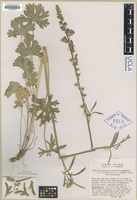 Type of Sidalcea malviflora A. Gray var. sparsifolia Hitchcock [family MALVACEAE]