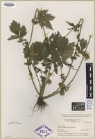 Isotype of Geum aleppicum Jacquin var. cuneatum [family ROSACEAE]