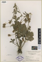 Isotype of Geum aleppicum Jacquin var. cuneatum [family ROSACEAE]
