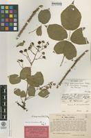 Lectotype of Rubus serrulatus Lindeb. [family ROSACEAE]