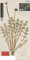 Isolectotype of Taraxacum pulchrifolium Markl. [family ASTERACEAE]