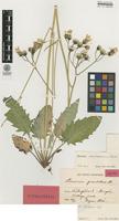 Isotype of Hieracium ohlsenii Hyl. [family ASTERACEAE]
