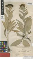 Type of Centaurea pseudophrygia C.A.Mey. ssp. bosniaca Murb. [family ASTERACEAE]