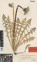 Isolectotype of Taraxacum angermannicum Dahlst. [family ASTERACEAE]