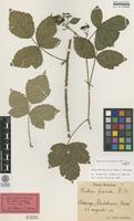 Holotype of Rubus suecicus H.E.Weber & Karlsson [family ROSACEAE]