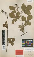 Isolectotype of Rubus dissimulans Lindeb. [family ROSACEAE]