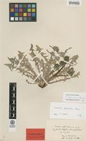 Isotype of Taraxacum pectinosum G.E.Haglund [family ASTERACEAE]