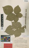Lectotype of Rubus dissimulans Lindeb. [family ROSACEAE]