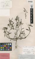 Isotype of Euphorbia heterophylla L. var. minor Boiss. [family EUPHORBIACEAE]