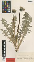 Isolectotype of Taraxacum sinuatum Dahlst. [family ASTERACEAE]