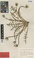 Isotype of Taraxacum degelii G.E.Haglund [family ASTERACEAE]