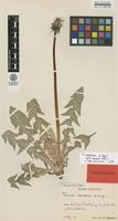 Isotype of Taraxacum nemorum G.E.Haglund [family ASTERACEAE]