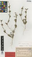 Syntype of Daucus subsessilis Boiss. [family APIACEAE]