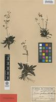 Syntype of Veronica sumilensis Freyn & Sint. [family SCROPHULARIACEAE]