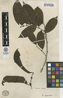 Type of Lacistema myricoides Sw. [family LACISTEMATACEAE]