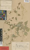 Syntype of Stellaria nemorum L. ssp. glochidisperma Murb. [family CARYOPHYLLACEAE]