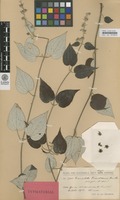 Type of Guamatela tuerckheimii Donn.Sm. [family GUAMATELACEAE]