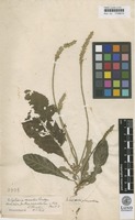 Type? of Justicia acaulis L.f. [family ACANTHACEAE]