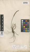 Type? of Plantago albicans L. [family PLANTAGINACEAE]