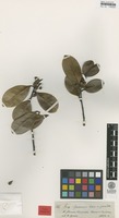 Isotype of Ilex spruceana Reissek [family AQUIFOLIACEAE]