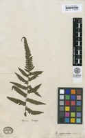 Type? of Polypodium sophoroides Thunb. [family DRYOPTERIDACEAE]
