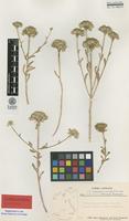 Isotype of Iberis runemarkii Greuter & Burdet [family BRASSICACEAE]
