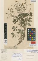 Isolectotype of Potentilla sordida Fr. ex Aspegren var. humifusa Fr. [family ROSACEAE]