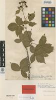 Isolectotype of Rubus aureolus Allander [family ROSACEAE]