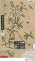 Isolectotype of Geranium tuberosum L. var. inciso-dentatum Woronow [family GERANIACEAE]