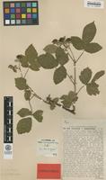 Lectotype of Rubus camptostachys G.Braun [family ROSACEAE]