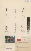 Isotype of Veronica kavusica Rech.f. [family PLANTAGINACEAE]