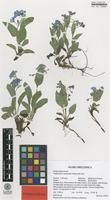 Isotype of Omphalodes runemarkii Strid & Kit Tan [family BORAGINACEAE]