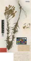 Isotype of Hebenstretia oatesii Rolfe ssp. rhodesiana H.Roessler [family SCROPHULARIACEAE]