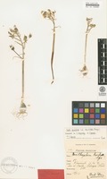 Type of Ornithogalum apiculatum Zahar. [family ASPARAGACEAE]
