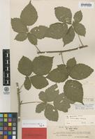 Lectotype of Rubus ciliatus Lindeb. var. luebeckii Lindeb. [family ROSACEAE]
