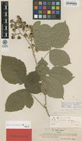 Lectotype of Rubus ciliatus Lindeb. var. luebeckii Lindeb. [family ROSACEAE]