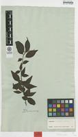Type of Cotoneaster acuminatus Lindl. [family ROSACEAE]