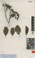 Isotype of Chimarrhis hookeri Schumann [family RUBIACEAE]